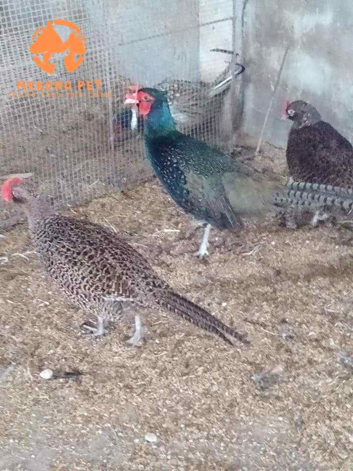 Chim trĩ xanh được nuôi làm cảnh và khai thác thương phẩm