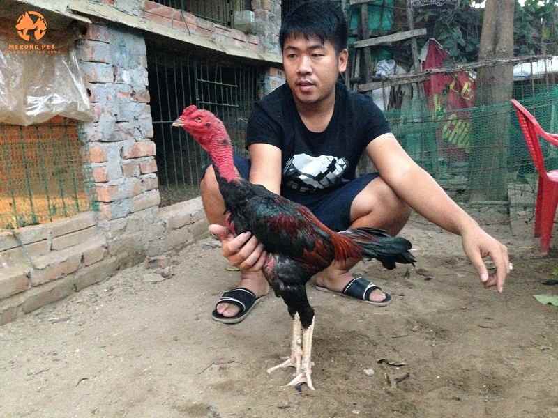 Bán Gà Nòi Đòn 4kg -5kg, Chạng Lớn Thuần Chủng Tông Dòng Xuất Sắc