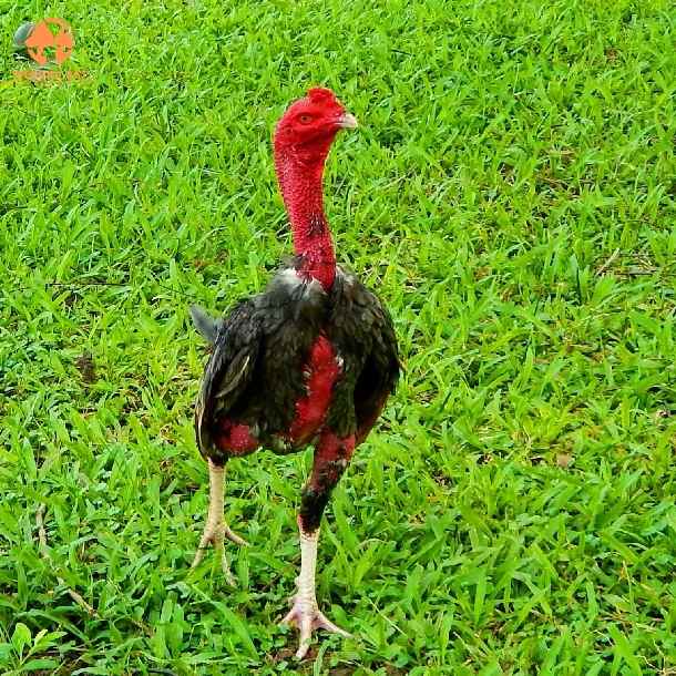 Bán gà đòn 5kg chất lượng giá rẻ cho anh em gây giống
