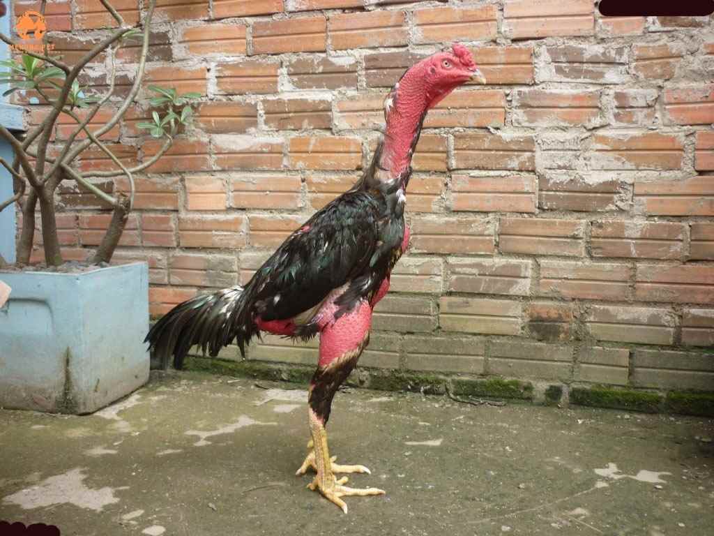 Thị gà chọi trống ngon hơn thịt gà chọi mái