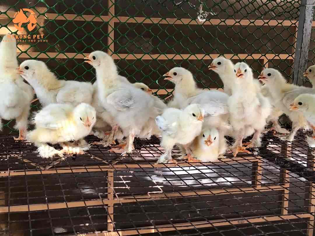 Bán gà kỳ lân con mới nở đến 1 tháng tuổi