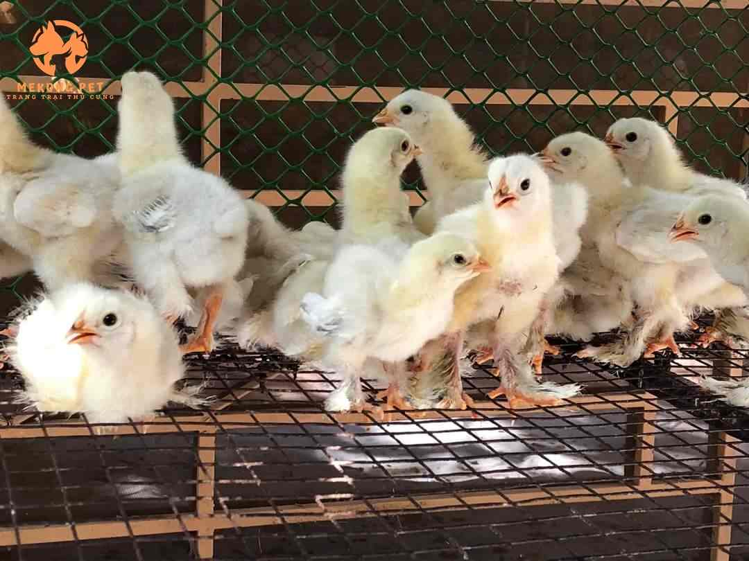 Hình ảnh gà grahma con giống khổng lồ