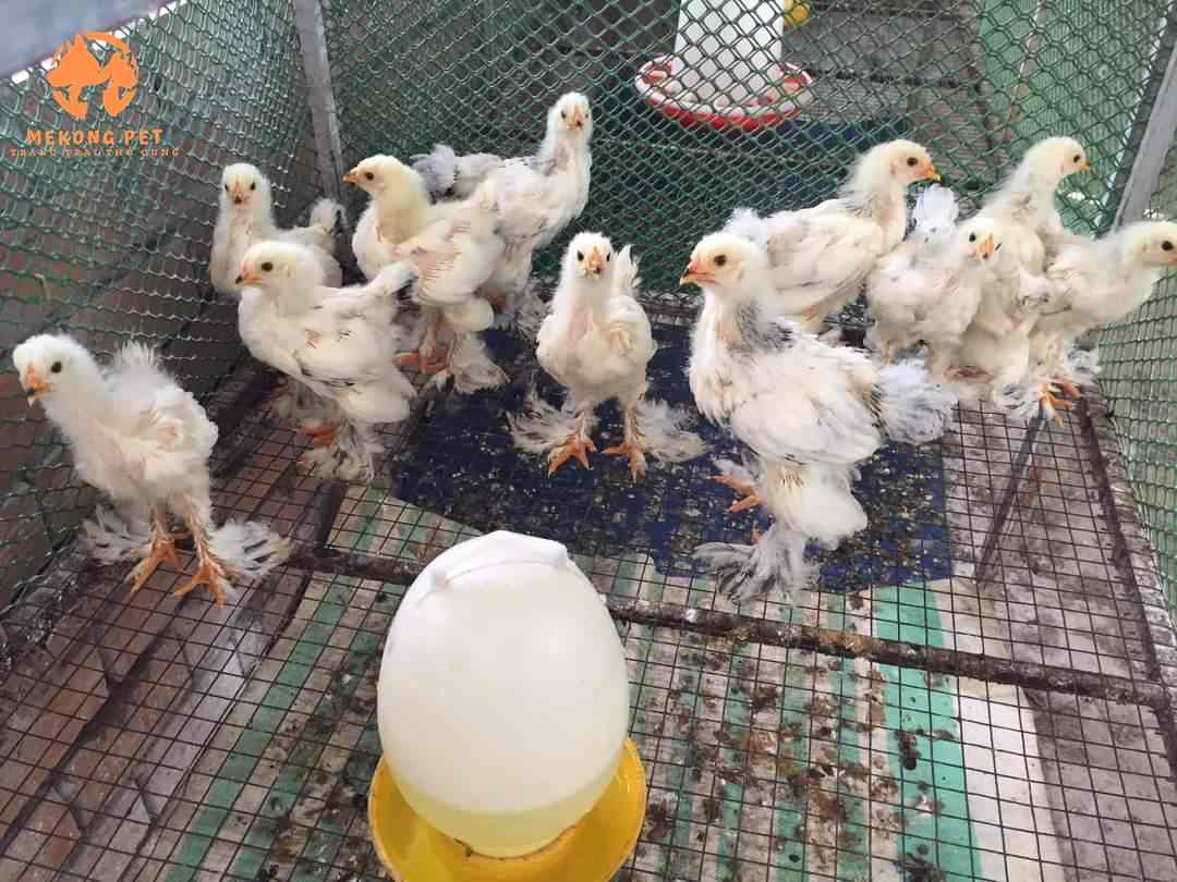 gà kỳ lân con giống rất dể nuôi vì đã được tiêm vaxin đầy đủ