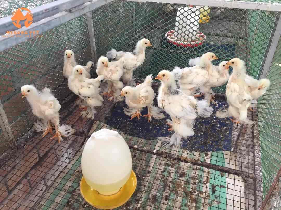 Bán gà brahama khổng lồ con giống từ mới nở đến trưởng thành