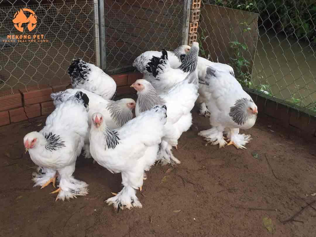 Mua Gà Kỳ Lân Con Giống Tphcm, Bình Dương, Đồng Nai, Vũng Tàu, Đồng Tháp, An Giang
