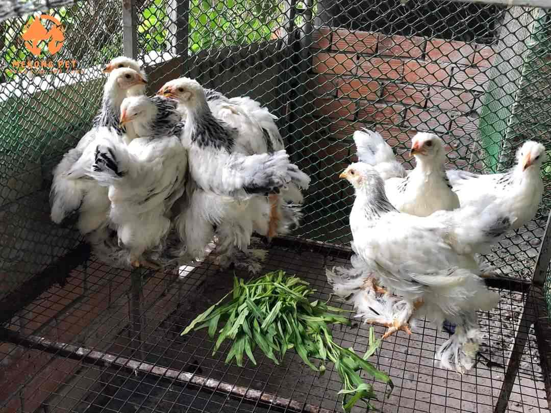 Bán Gà Khổng Lồ Brahma Con Giống Tphcm, Bình Dương, Tây Ninh, Bình Phước, Vũng Tà