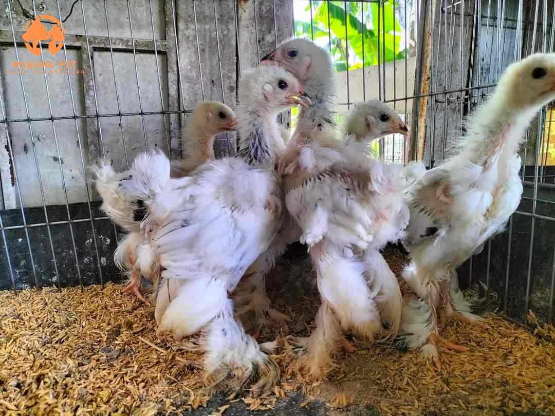 Gà kỳ lân con rất dể nuôi có sức sống mãnh liệt