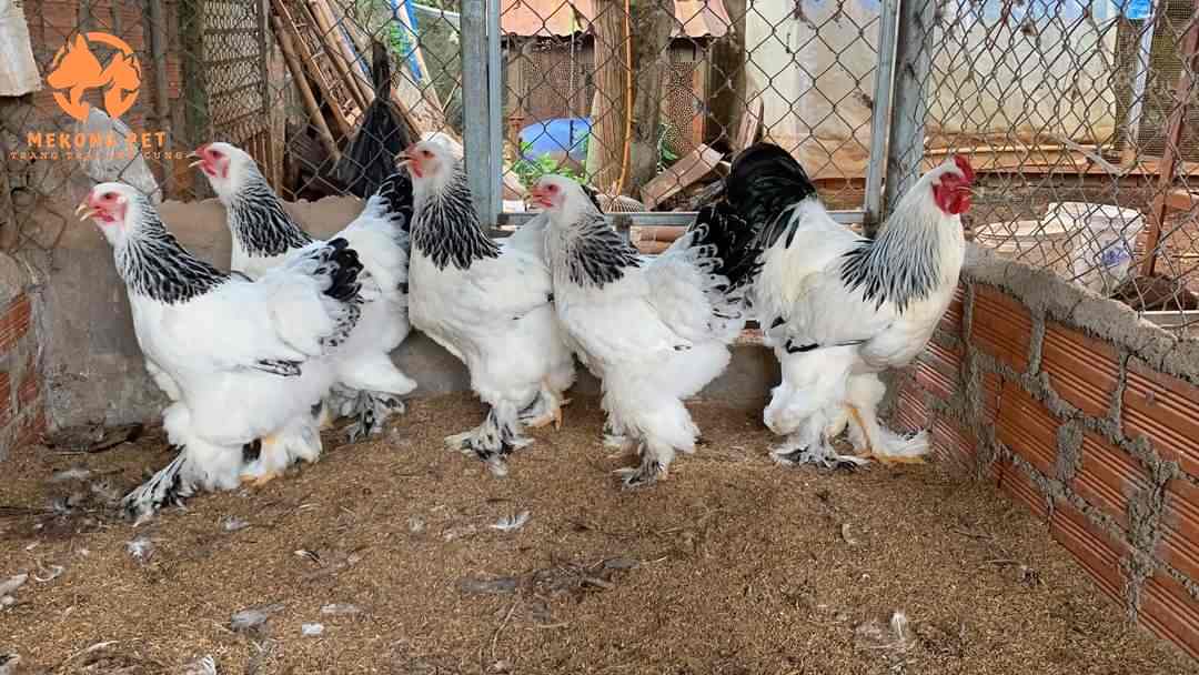 Gà kỳ lân brahma được trang trại thú cưng Mekong  Pet nhân giống và bảo tồn