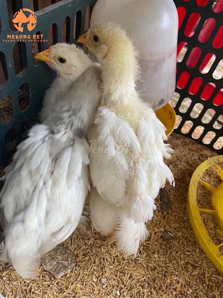 Cách đón đơn hàng gà kỳ lân con giao cho khách