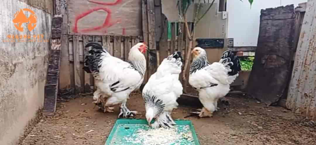 Bộ nọc giống gà kỳ lân tại trang trại gà brahma Mekong Pet