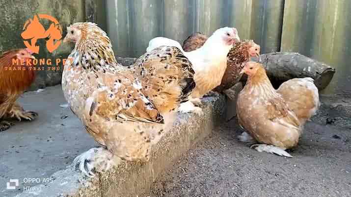 Hình ảnh gà brahama con giống khổng lồ màu vàng mơ