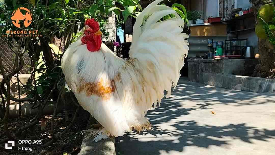 Gà Kỳ Lân Con Giá Bao Nhiêu, Giá Gà Kỳ Brahma Thịt Bao Nhiêu Tiền?