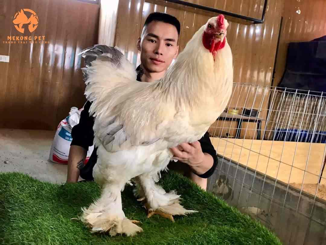Màu sắc dể nhận biết của gà kỳ lân khổng lồ