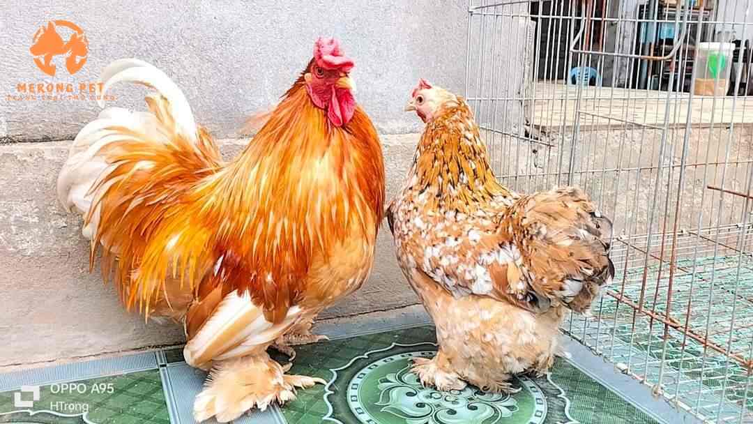 Trại Mua Bán Gà Brahma, Gà Kỳ Lân Giống Tại Tphcm,Bình Dương,Đồng Nai