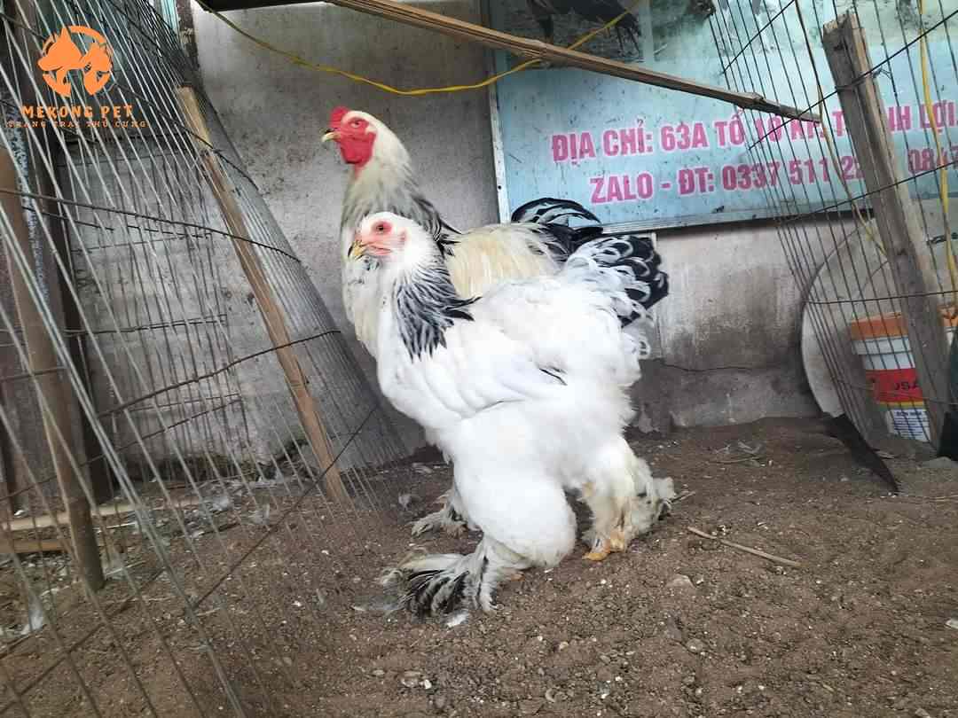Đặc điểm nhận biết giống gà kỳ lân