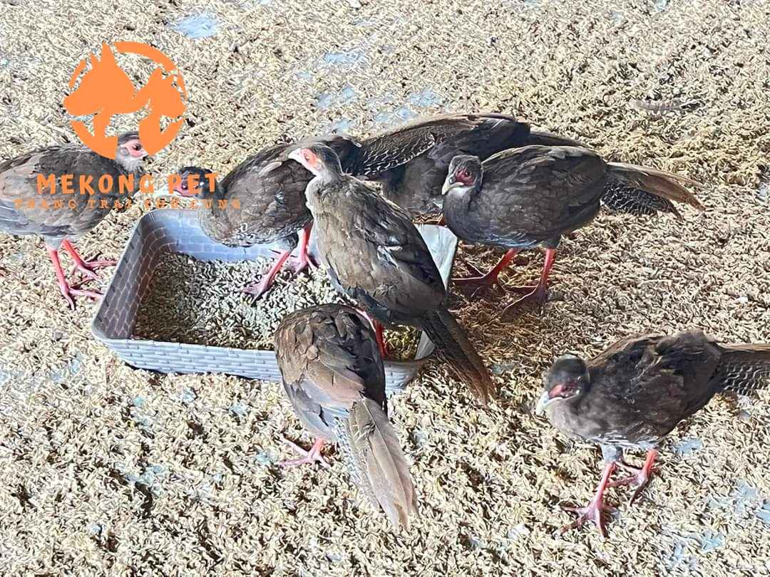 Gà lôi trắng con được nuôi dưới sàn cát tại trang trại thú cưng Mekong Pet