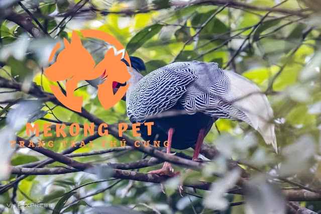 Gà lôi trắng dể nhận biết qua màu sắc lớp lông trắng và chân đỏ