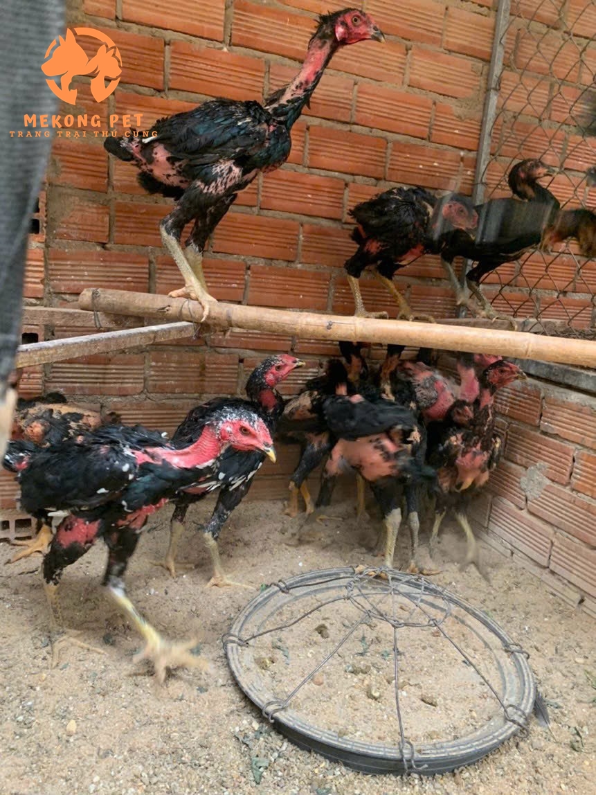 Gà chọi được tuyển lựa và theo dõi từ nhỏ