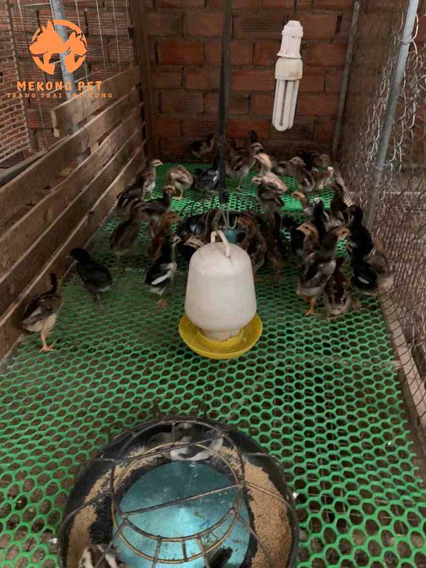 Gà chọi nòi đòn con được chăm sóc cần thận trước khi bán cho khách hàng