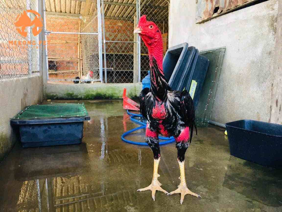 gà của trại gà nòi đòn mekong pet khi trưởng thành