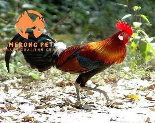 bán gà rừng giống