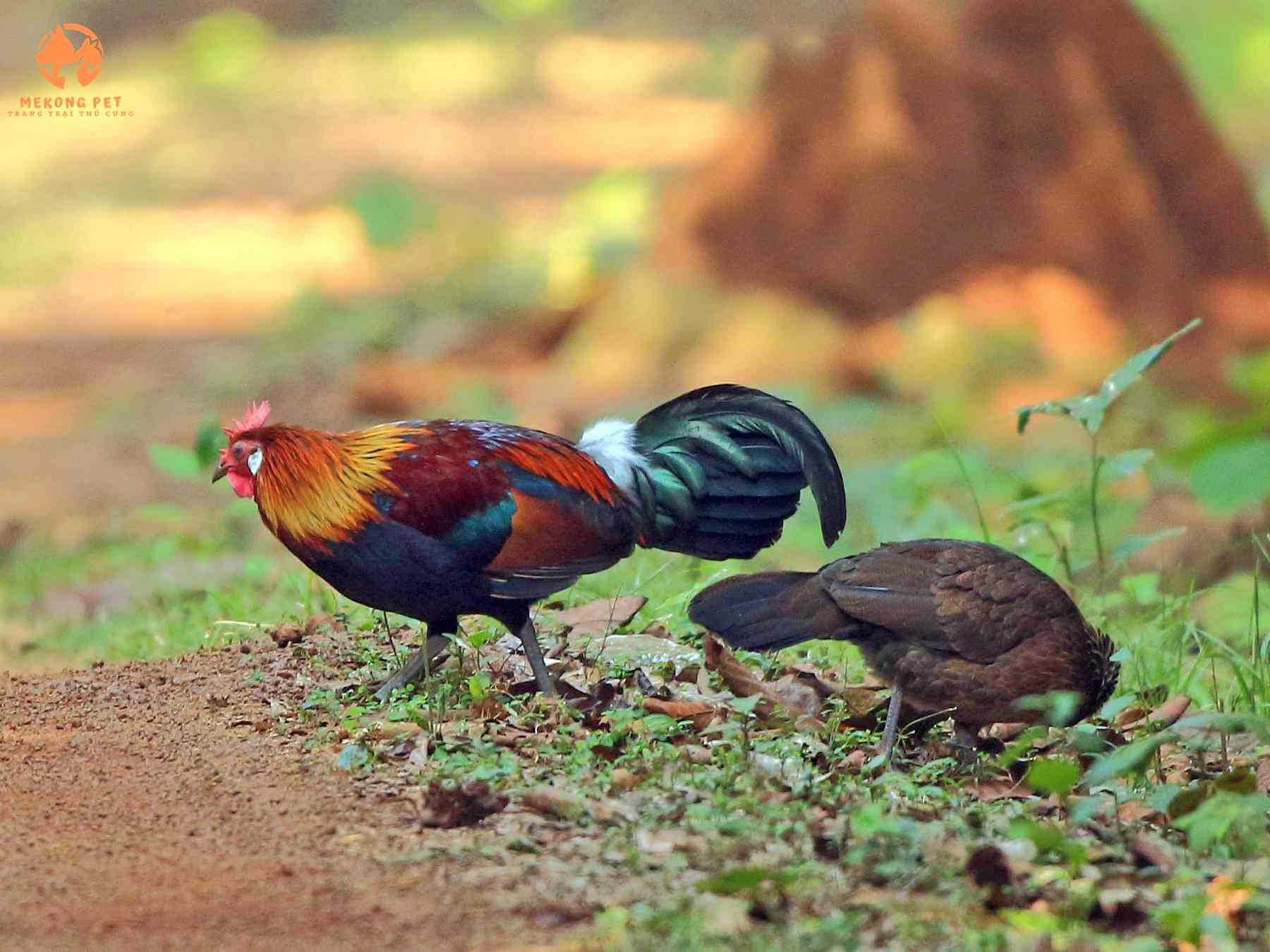 đặc điểm giống gà rừng tai trắng
