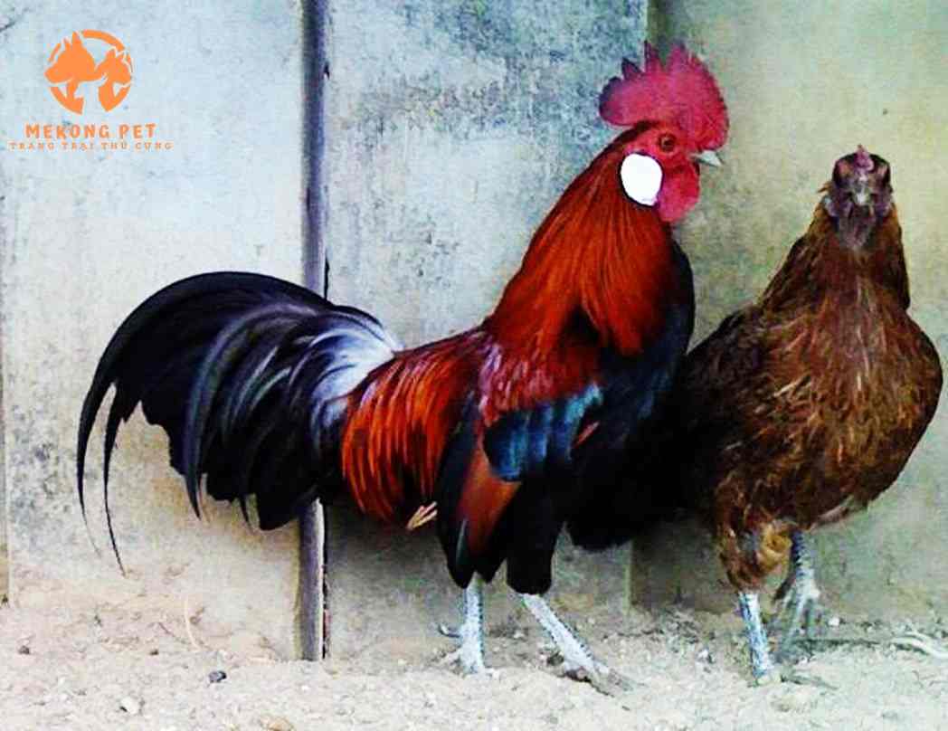 Tìm Hiểu Giống Gà Rừng: Nguồn Gốc, Đặc Điểm, Cách Nuôi, Giá Bán