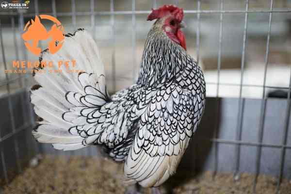 Tìm Hiểu Về Giống Gà Tre Serama Vảy Cá Vàng Bạc Đồng: Nguồn Gốc, Đặc Điểm, Cách Nuôi, Giá Bán