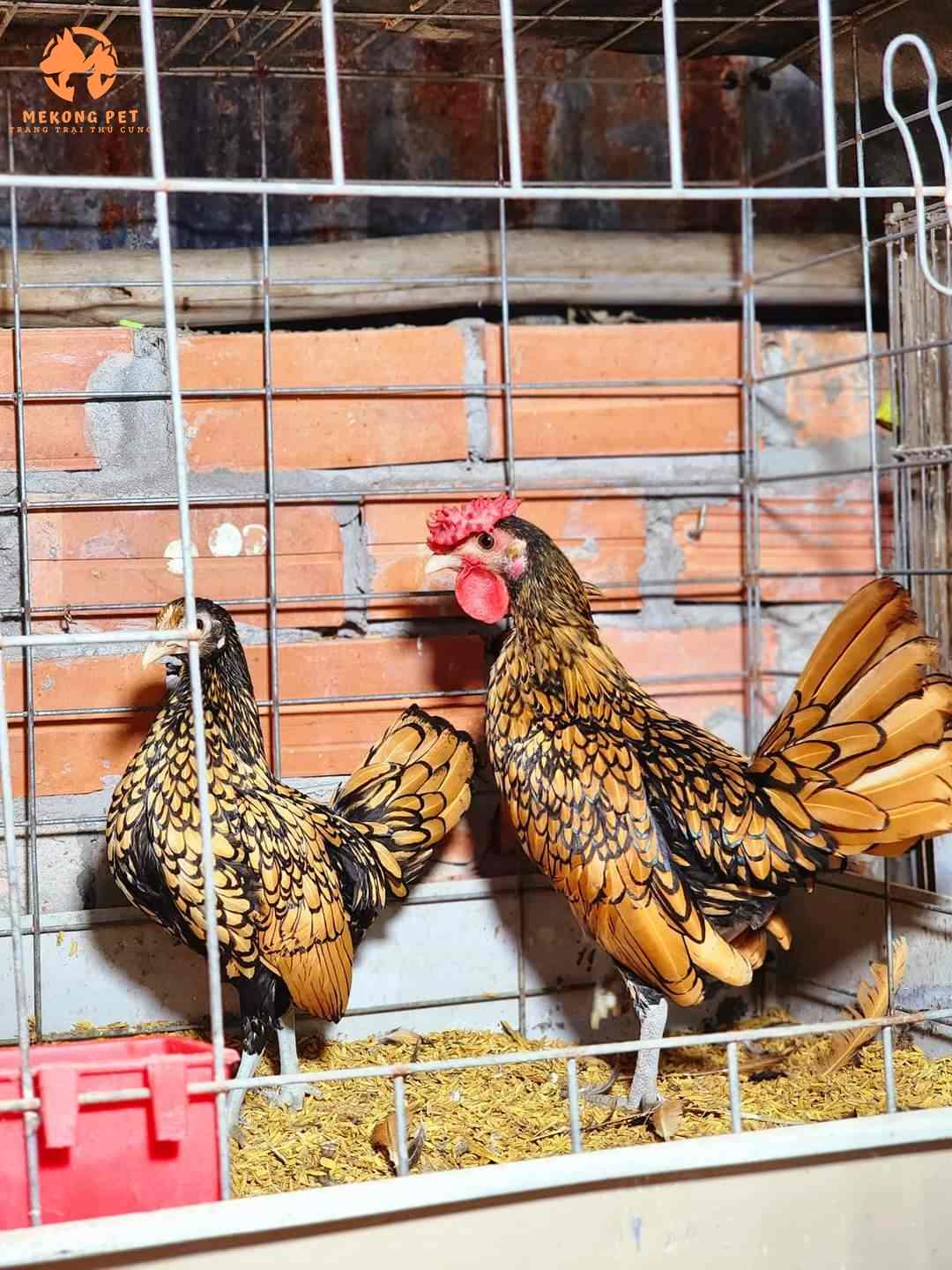 bán giống gà vảy cá đồng