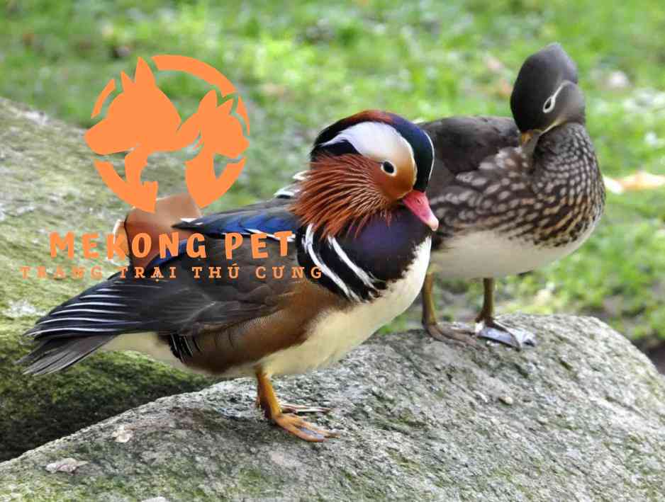 Bán vịt uyên ương giống tại tphcm