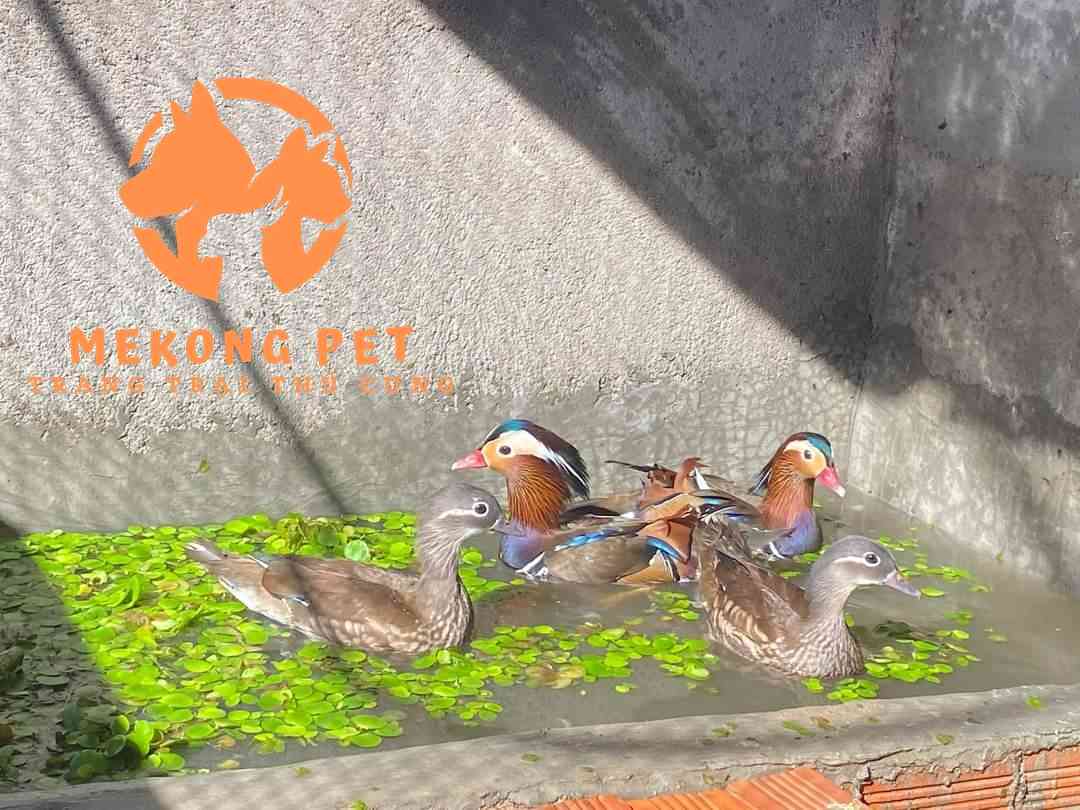 Vịt uyên ương giống làm cảnh rất sang trọng
