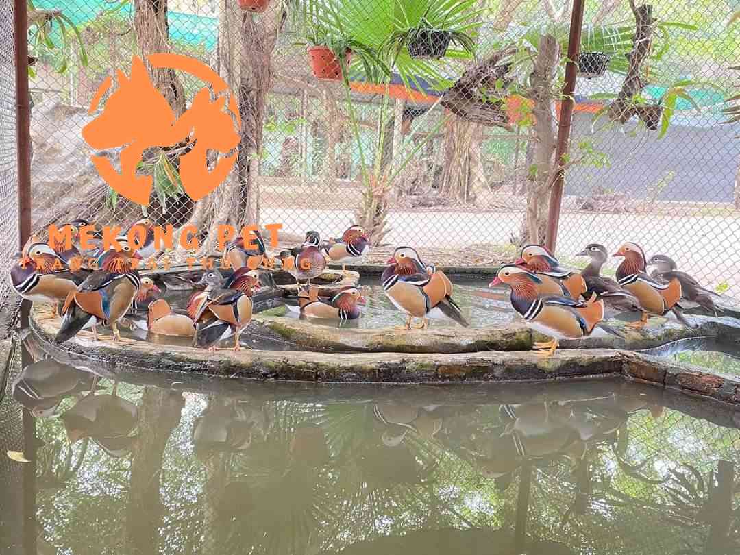 Cần tìm nơi bán uy tín để mua được vịt uyên ương giống chất lượng