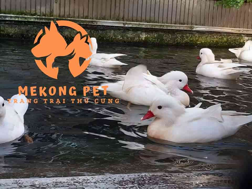 giá vịt uyên ương trắng