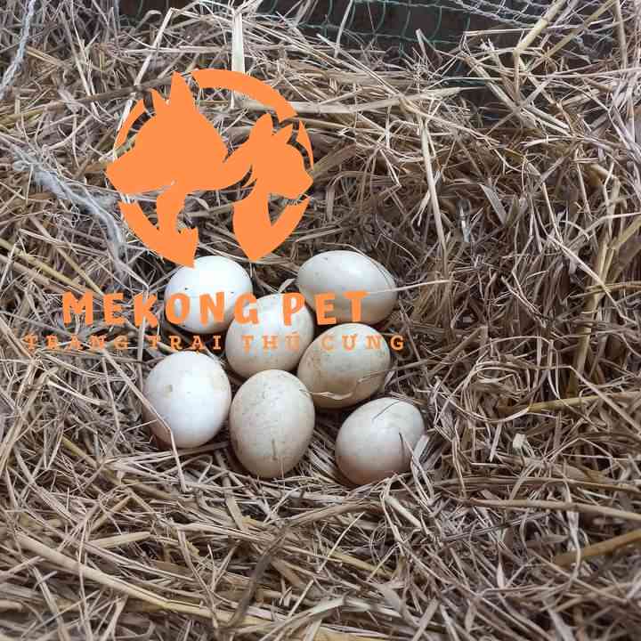 Mỗi năm vịt uyên ương sinh sản khoảng 10 trứng