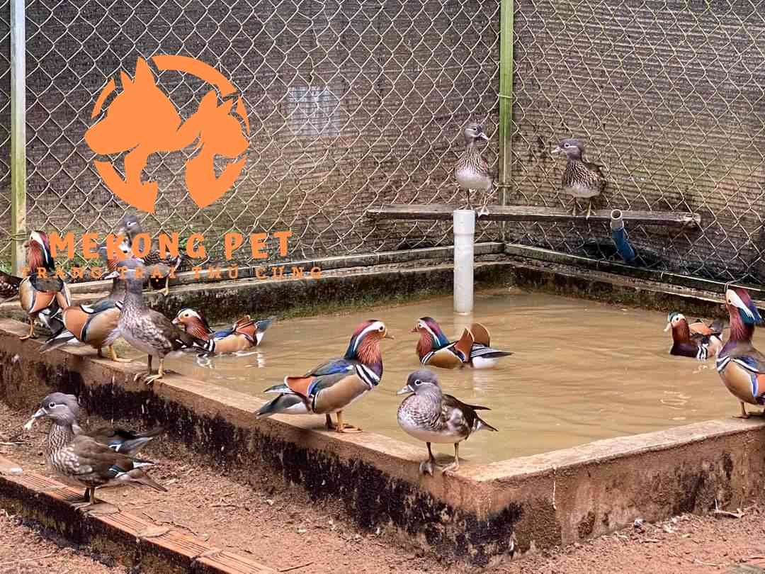 Trại Mua Bán Vịt Uyên Ương Giống Ở TpHCM, Bình Dương, Đồng Nai, Vũng Tàu