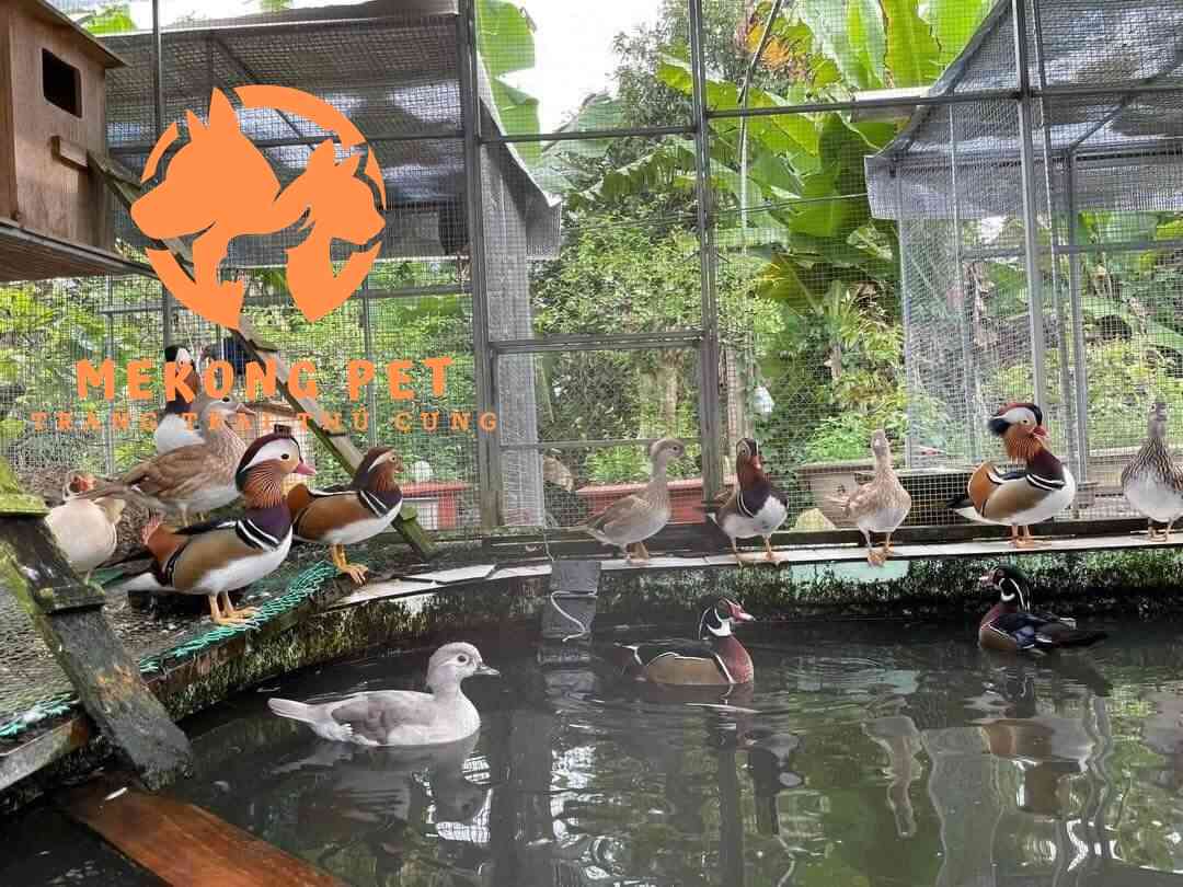 Mekong Pet chuyên cung cấp giống vịt uyên ương từ nhỏ đến trưởng thành
