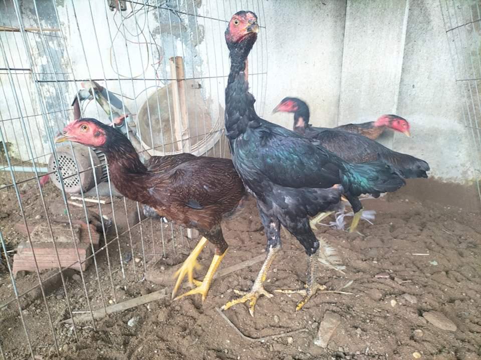 Bộ gà đẳng cấp, tuyển lựa của trại MeKong Pet