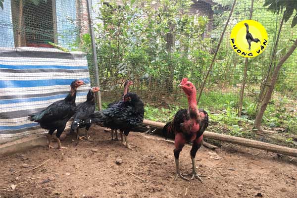 Cách đúc gà chọi 