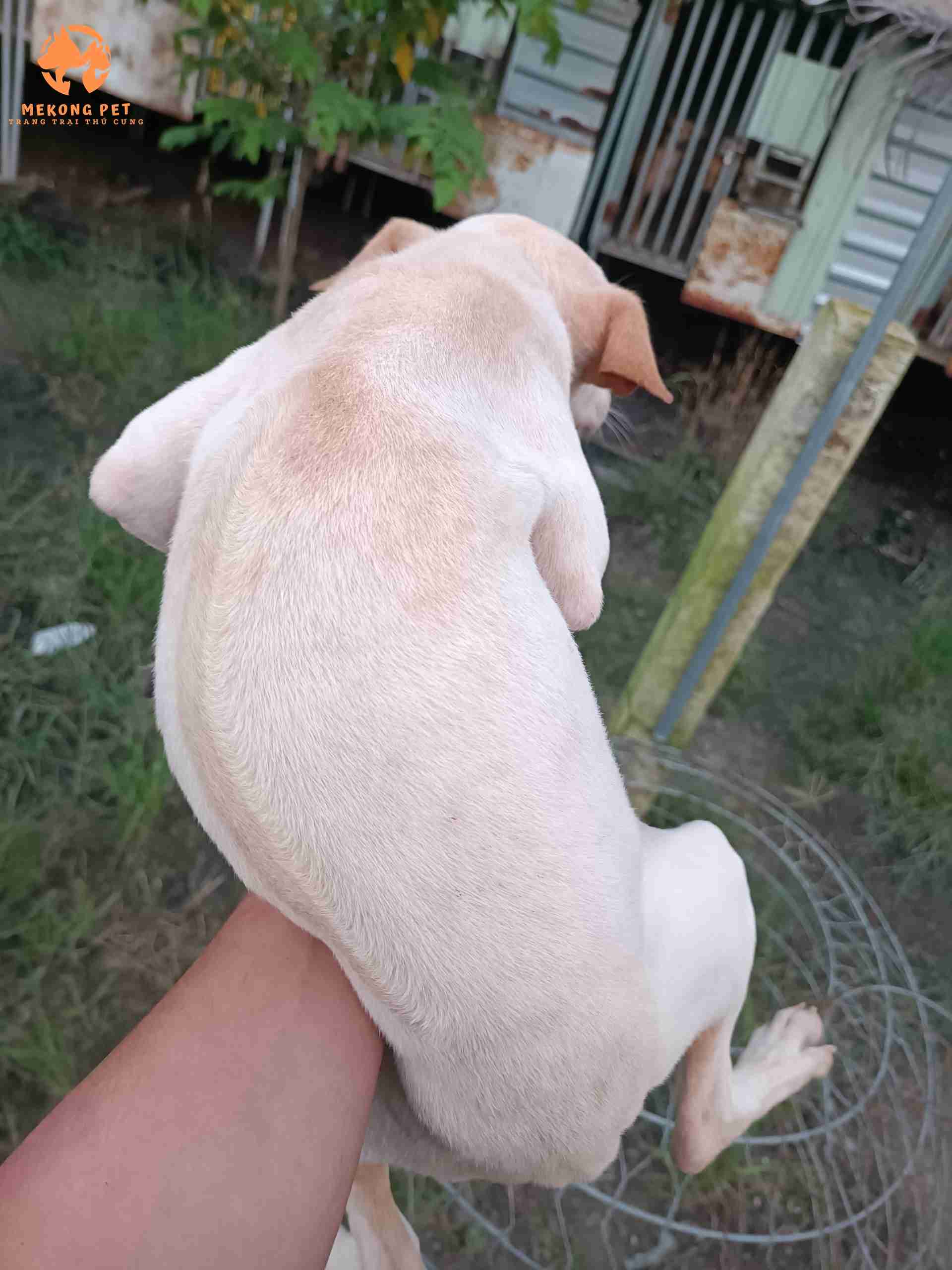 Chó phú quốc trắng có xoáy trên lưng