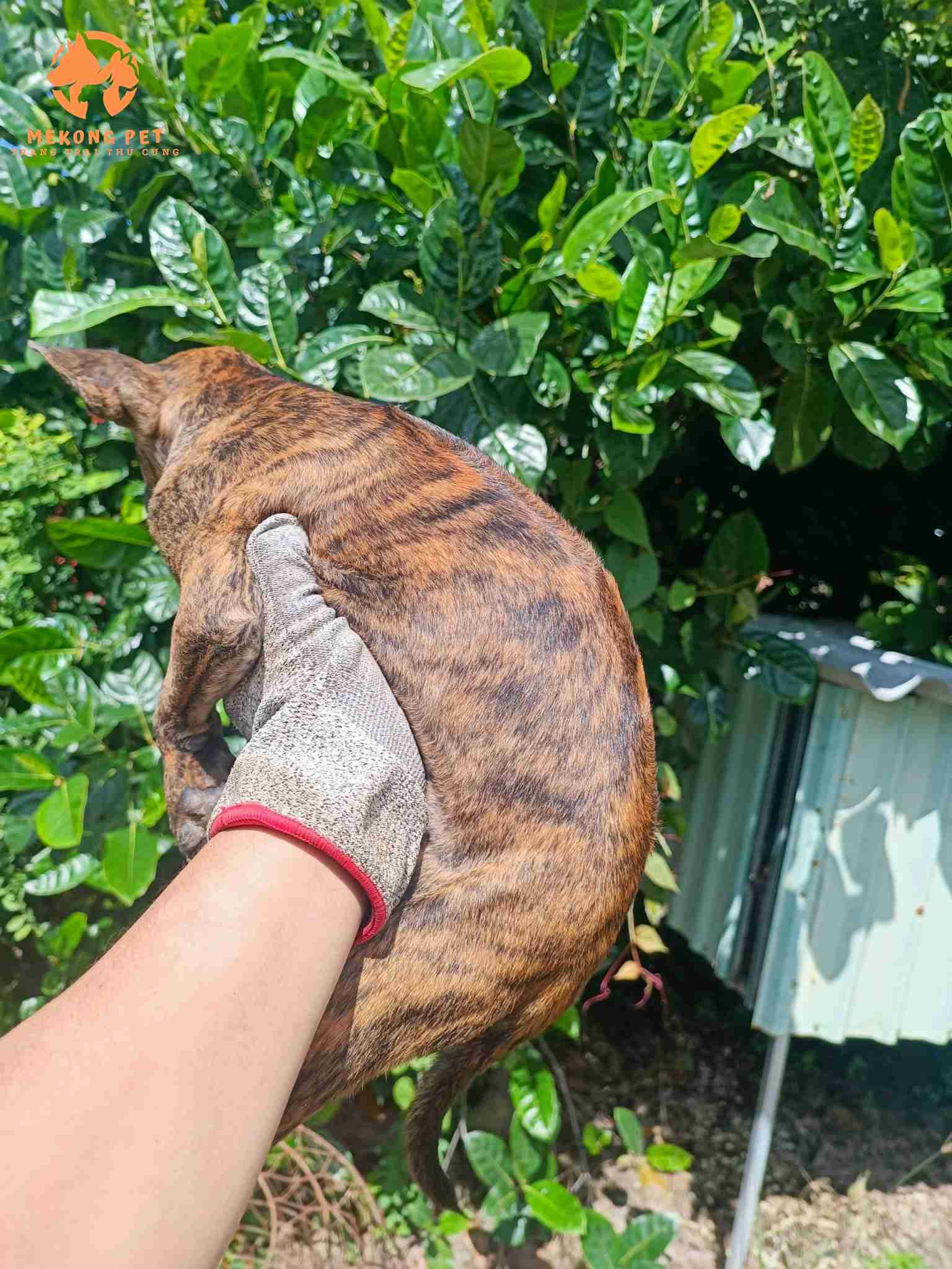 Bán chó phú quốc màu vện lửa thuần chủng