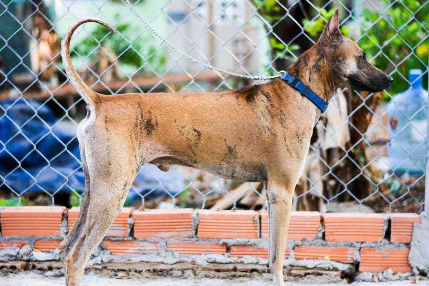 Chó Phú Quốc Trưởng Thành: Đặc Điểm, Giá Bán, Nơi Bán
