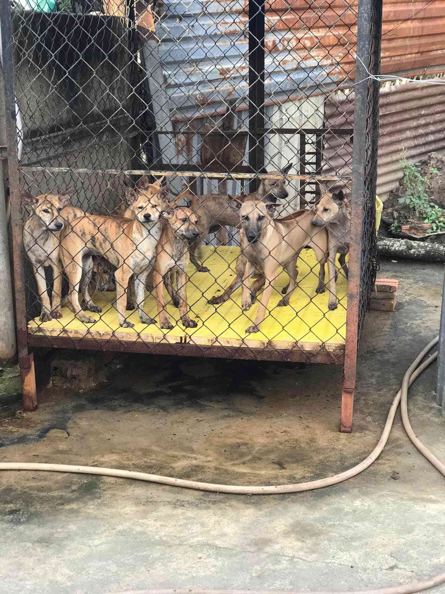 chó phú quốc f1 giá bao nhiêu