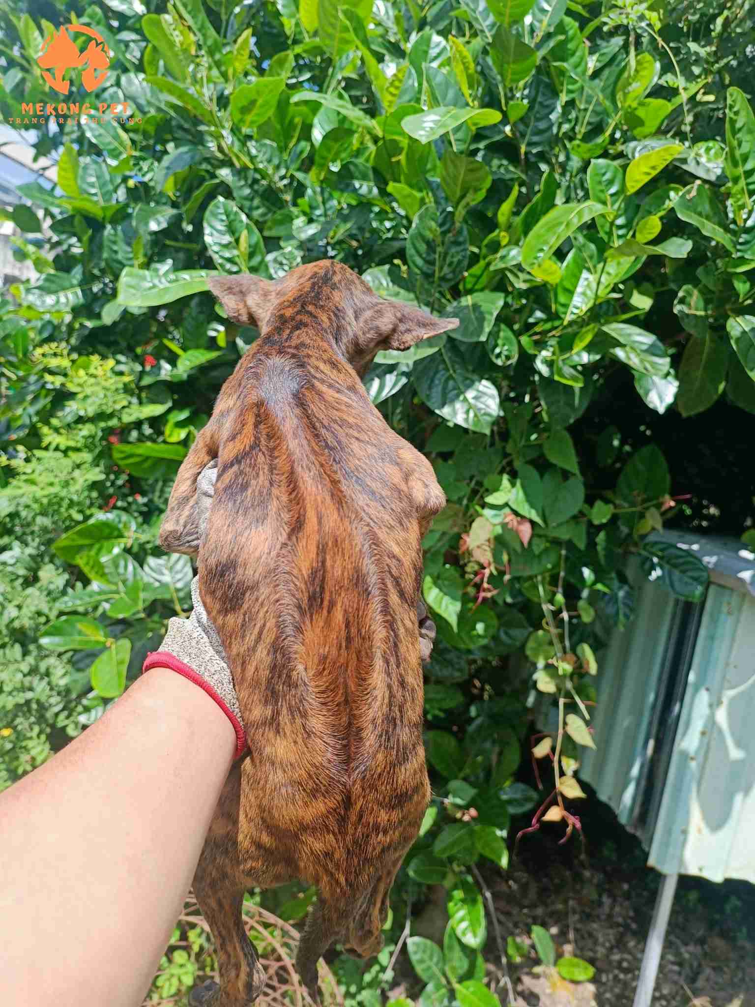 Chó phú quốc vện lửa thuần chủng