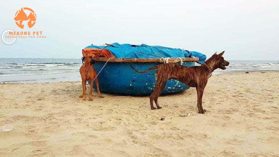 Chó phú quốc bơi lội cực kì giỏi