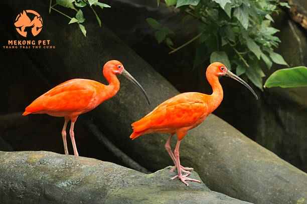 Tìm Hiểu Về Giống Cò Quăm Đỏ - Scarlet Ibis: Nguồn Gốc, Đặc Điểm, Cách Nuôi, Giá Bán, Nơi Bán
