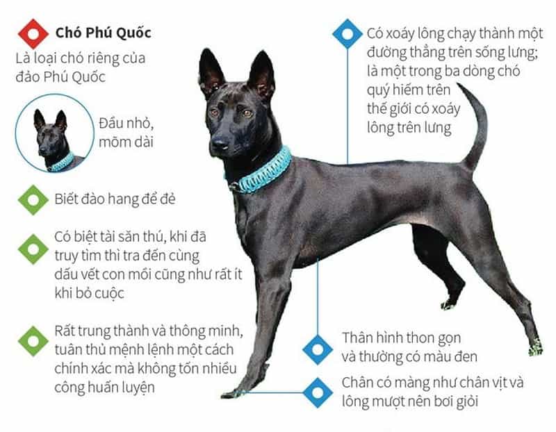 Chó Phú Quốc thân hình khá nhỏ gọn