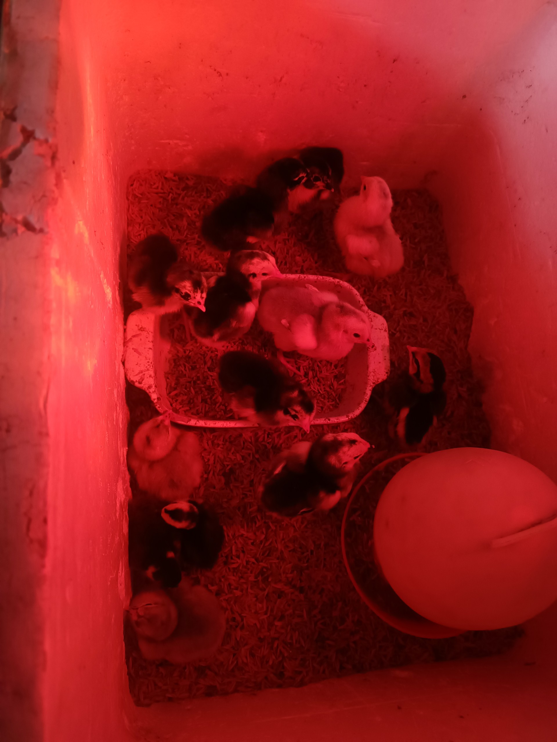 gà chọi con mới nở 1 ngày tuổi được sưởi đèn