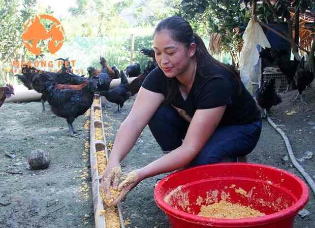 Địa Chỉ Bán Gà H Mông Thuần Chủng
