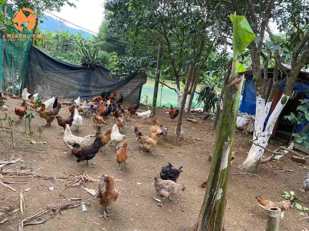 Chăm sóc giống gà đen h mông bản địa rất đơn giản