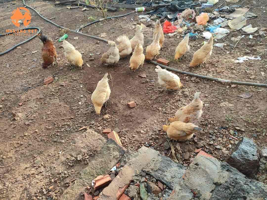 Gà h mòn nuôi thả vườn rất nhanh lớn và phát triển tốt